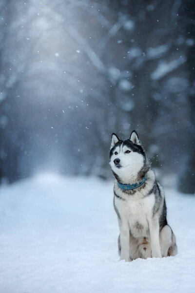 Dog Siberian Husky in outdoors, blue color winter landscape