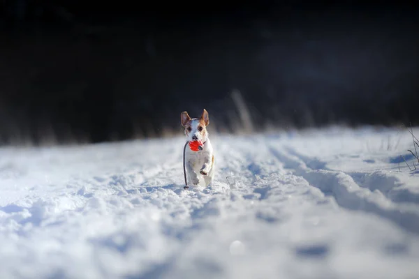 Hund Jack Russell Terrier kör och leker i snön — Stockfoto