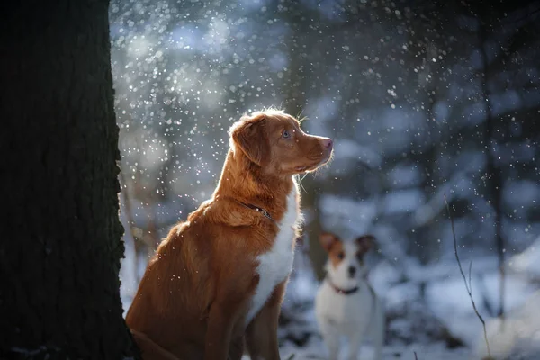 Bir köpek kışın karda açık havada portresi — Stok fotoğraf