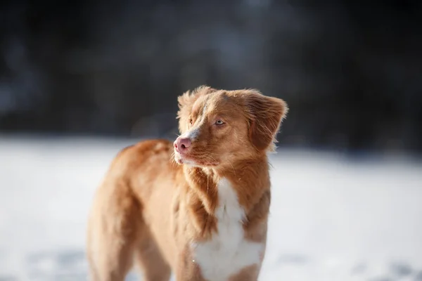 Portrét psa v zimě venku ve sněhu — Stock fotografie