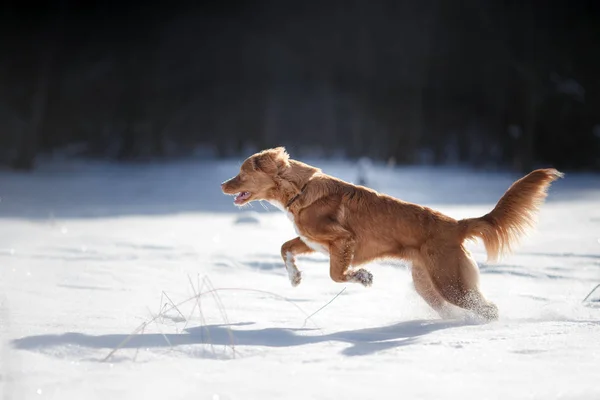 Aktivní pes běží hrát venku v zimě — Stock fotografie