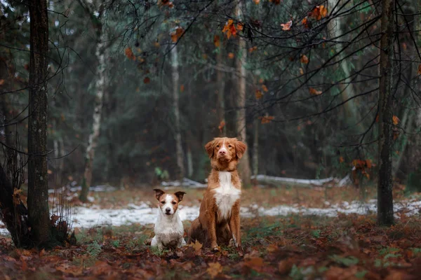 Deux chiens dans la nature des arbres de Noël, l'amitié et l'amour — Photo