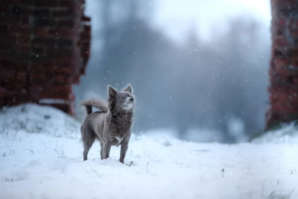 눈에 겨울 풍경, 블루 치와와 품종 개 — 스톡 사진
