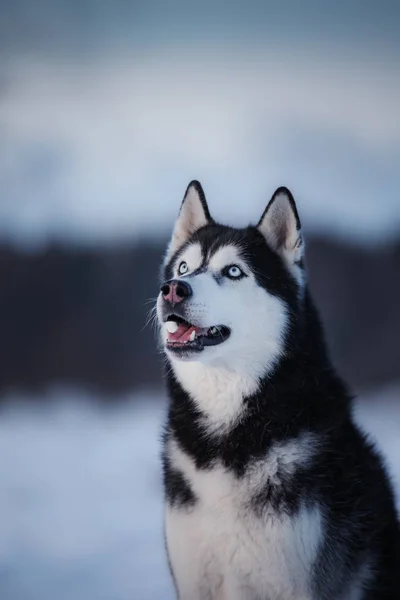 Собака Сибирская Хаски на открытом воздухе, послушная и атмосферная — стоковое фото