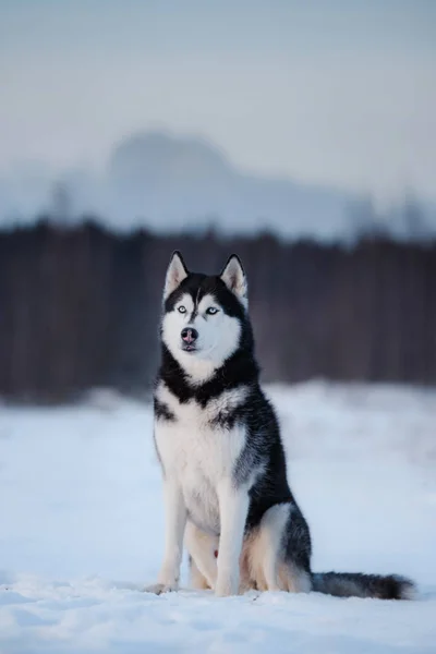Hund Siberian Husky i utomhus, lydig och atmosfäriska — Stockfoto