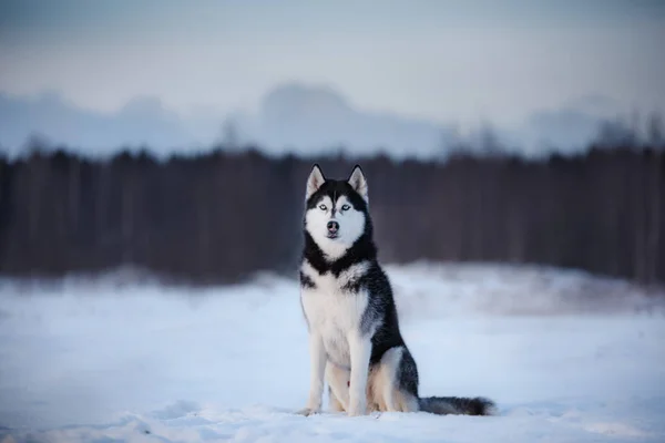 Cão Siberian Husky ao ar livre, obediente e atmosférica — Fotografia de Stock