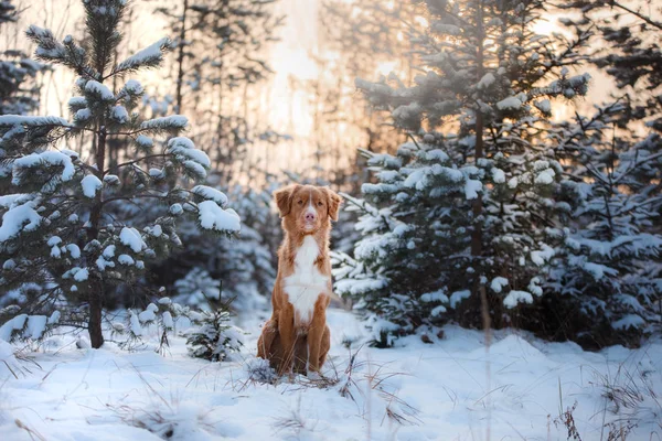 Perro al aire libre en los árboles de Navidad, humor de invierno —  Fotos de Stock