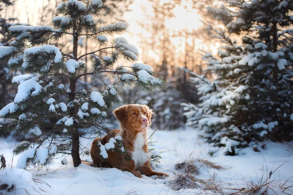 Perro al aire libre en los árboles de Navidad, humor de invierno — Foto de Stock