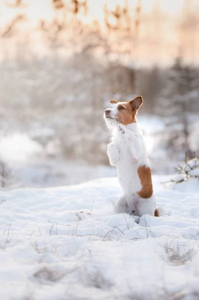 Chien actif Jack Russell terrier en plein air en hiver — Photo