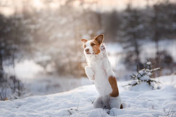 Активная собака Джек Рассел терьер на открытом воздухе в зимний период — стоковое фото
