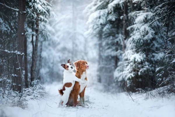 Stock image two dogs winter mood, friendship and love