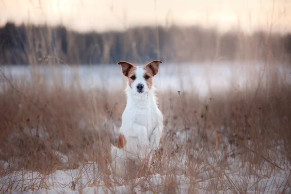 Etkin köpek kriko Rusya korkunç Kışın açık havada — Stok fotoğraf