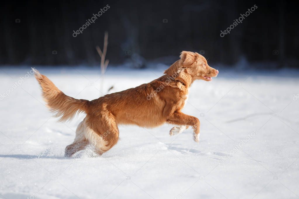 active dog running playing outdoors in winter