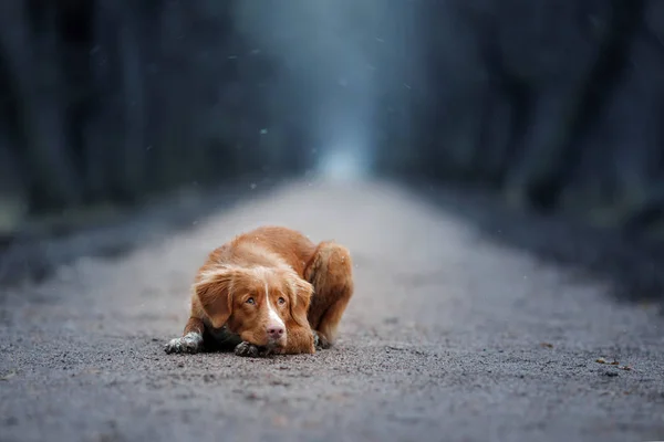 Red-haired dog lying on the track is sad. — Stock Photo, Image