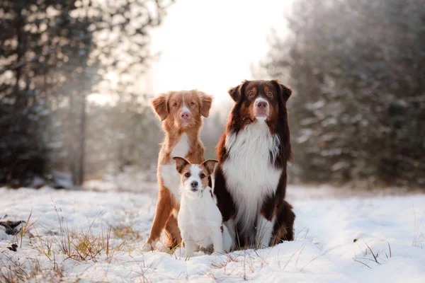Три собаки сидять разом на відкритому повітрі в снігу — стокове фото