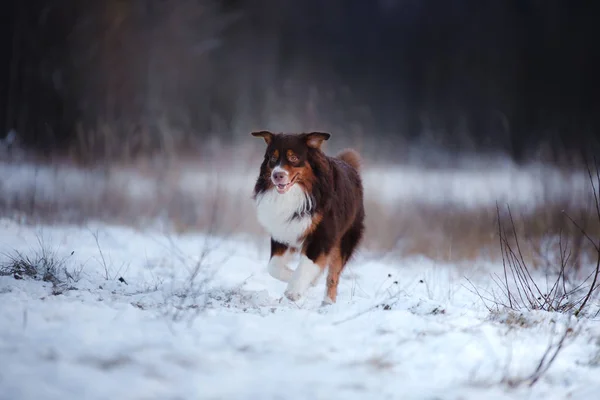 Owczarek australijski pies na zewnątrz docierania na śniegu — Zdjęcie stockowe