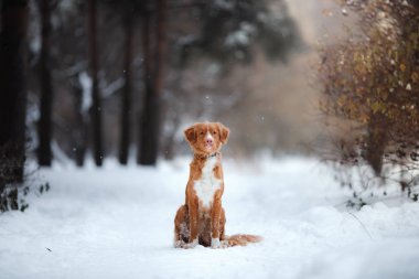 Köpek Nova Scotia Duck Tolling Retriever, kış yürüyüş
