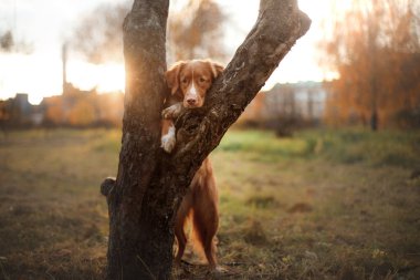 Nova Scotia Duck Tolling Retriever köpek onun pençeleri rehberine,