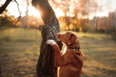 Nova Scotia Duck Tolling Retriever köpek onun pençeleri rehberine,