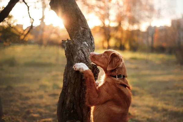 Nova Scotia Duck Tolling Retriever, perro puso sus patas en el árbol , — Foto de Stock