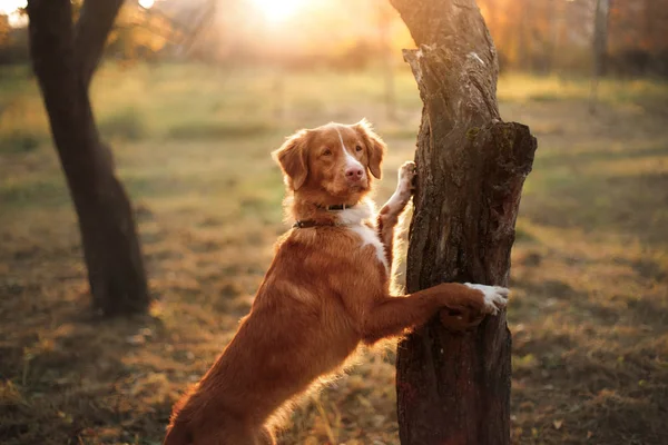 Nova Scotia Duck Tolling Retriever, dog put his paws on tree, — Stock Photo, Image