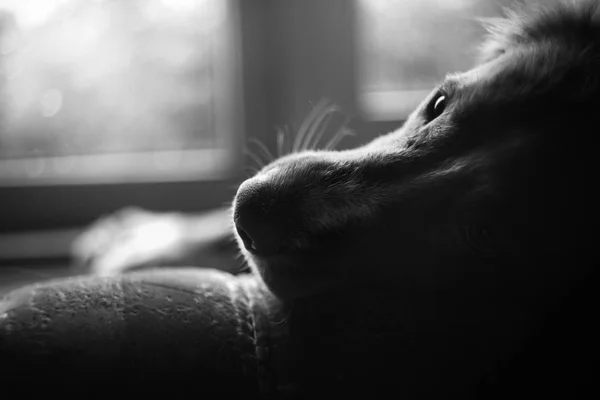 Perro acostado foto en blanco y negro, Primer plano de —  Fotos de Stock