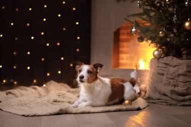 Köpek Jack Russell Terrier Noel sezonu 2017, yeni yıl