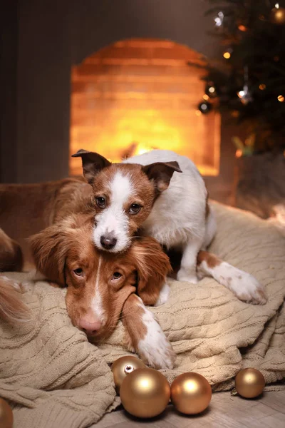 Dogs Nova Scotia Duck Tolling Retriever and Jack Russell Terrier Christmas season 2017, new year — Stock Photo, Image