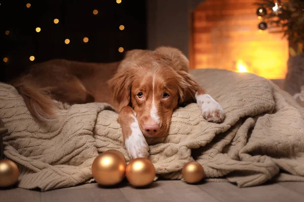 Kutya a Nova Scotia Duck Retriever autópályadíj karácsonyi szezonban 2017-ig, új év — Stock Fotó