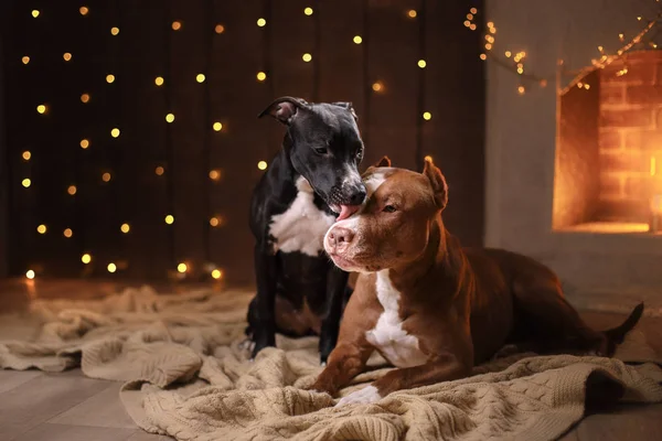 Ευτυχισμένο το νέο έτος, Χριστούγεννα, κατοικίδιο ζώο στο δωμάτιο. Σκύλου pit bull, διακοπές και γιορτή — Φωτογραφία Αρχείου