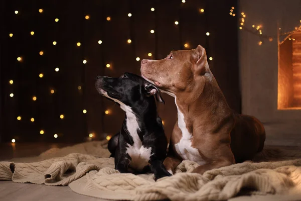 Boldog új évet, karácsony, kisállat, a szobában. Rohampáholy Bika kutya, ünnepek és ünneplés — Stock Fotó