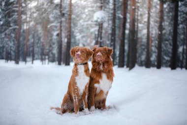 Köpek Nova Scotia Duck Tolling Retriever, kış orman yürüyüş