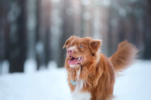 狗新斯科舍省鸭寻回犬，在冬天森林里走 — 图库照片