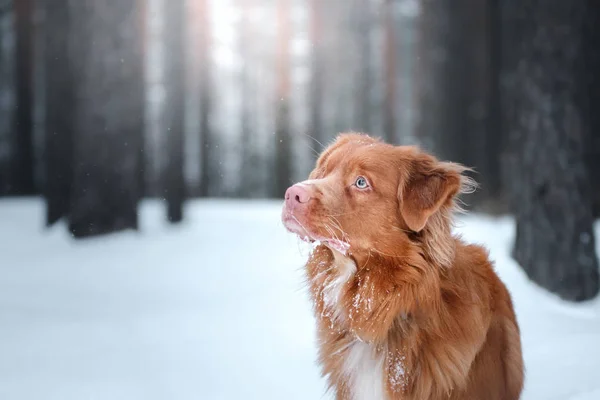 Dog Nova Scotia Entenmaul-Retriever, Spaziergang im Winterwald — Stockfoto