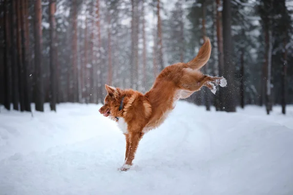 Cane Nova Scotia Duck Tolling Retriever, passeggiata nella foresta invernale — Foto Stock