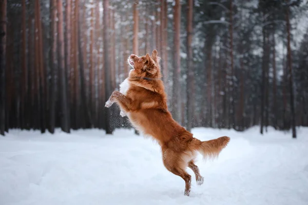 Chien Nouvelle-Écosse Duck Tolling Retriever, promenade en forêt hivernale — Photo