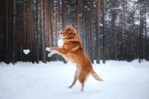Hund Nova Scotia Duck Tolling Retriever, promenad i vinter skog — Stockfoto