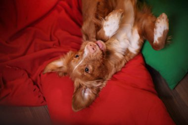 Köpek Nova Scotia Duck Tolling Retriever Noel, yeni yıl, tatil ve kutlama.