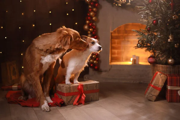 Psy, Nova Scotia Duck Tolling Retriever i Jack Russell Terrier Boże Narodzenie, nowy rok, święta i uroczystości — Zdjęcie stockowe