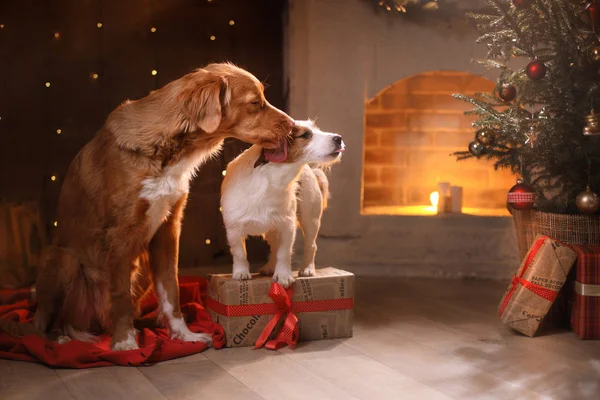 Köpekler Nova Scotia Duck Tolling Retriever ve Jack Russell Terrier Noel, yeni yıl, bayram ve kutlama