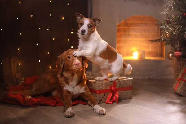 Kutyák a Nova Scotia Duck Retriever autópályadíj és Jack Russell Terrier karácsony, Szilveszter, ünnepek és ünneplés — Stock Fotó