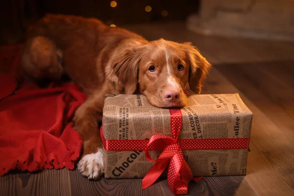 Dog Nova Scotia Duck Tolling Retriever Natal, ano novo, feriados e celebração . — Fotografia de Stock