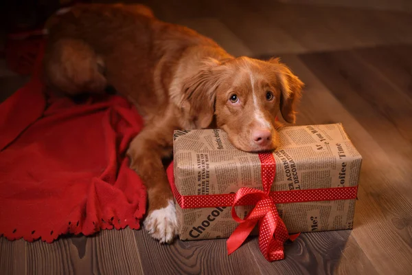 Perro Nova Scotia Duck Tolling Retriever Navidad, año nuevo, días festivos y celebración . — Foto de Stock