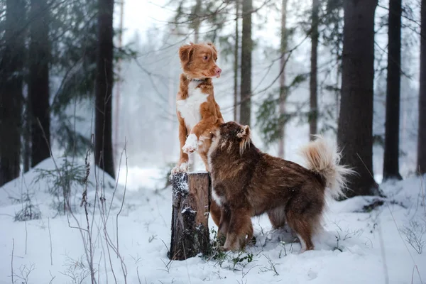 Dogs Nova Scotia Duck Tolling Retriever and Finnish Lapphund Breed — Stock Photo, Image