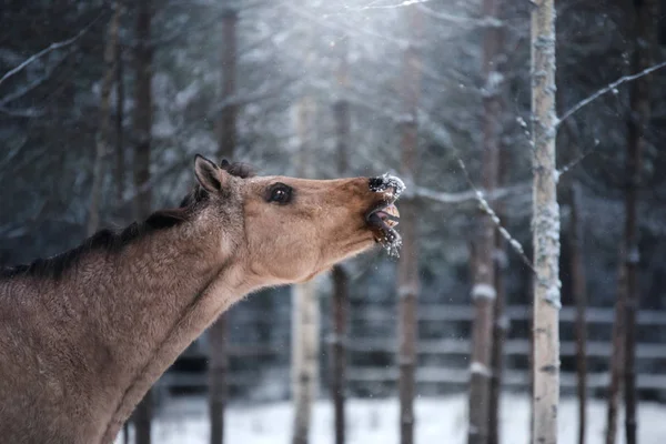 Retrato de caballo marrón, caminar sobre el paddock —  Fotos de Stock