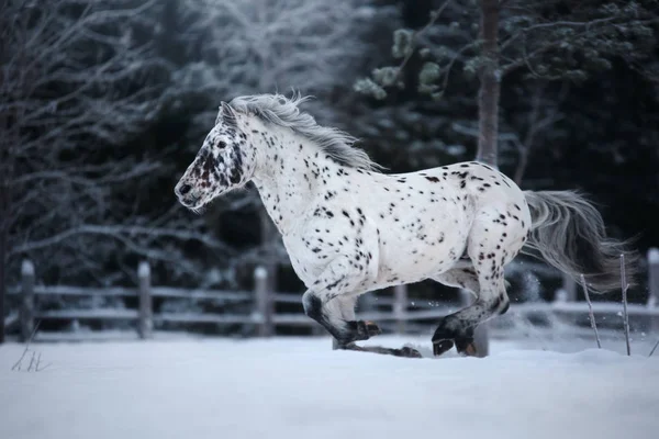 Potret kuda berbintik putih, berjalan di paddock — Stok Foto