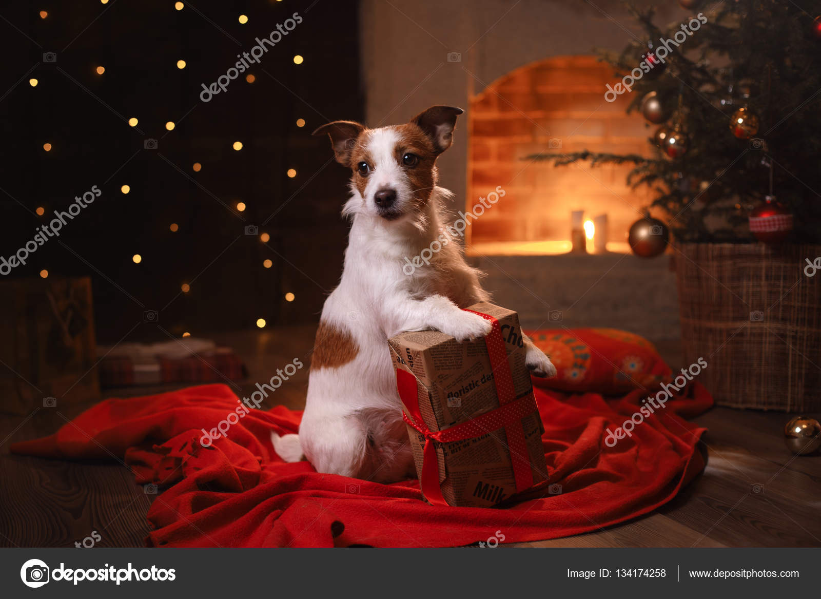 JackRussellTerrier Hund. Frohes neues Jahr, Weihnachten, Haustier im
