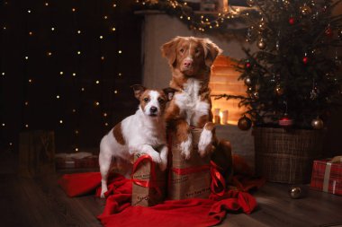 Köpek Jack Russell Terrier ve köpek Nova Scotia Duck Tolling Retriever. Mutlu yeni yıl, yılbaşı