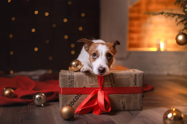 Σκύλος Τζακ Ράσελ τεριέ. Ευτυχισμένο το νέο έτος, Χριστούγεννα, κατοικίδιο ζώο στο δωμάτιο — Φωτογραφία Αρχείου