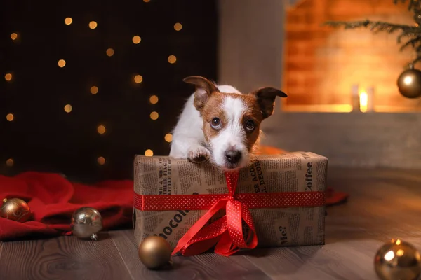 Jack Russell Terrier köpek. Mutlu yeni yıl, yılbaşı, evde beslenen hayvan içinde belgili tanımlık Oda — Stok fotoğraf